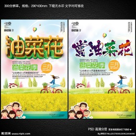 油菜花
