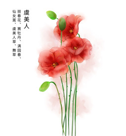 虞美人