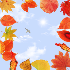 蓝天白云绿叶秋叶吊顶天顶壁画