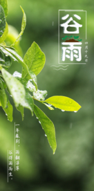 谷雨海报