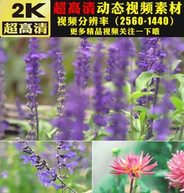 春天鲜花花朵盛开大自然景色视频