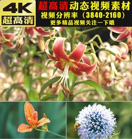 4K蜜蜂鲜花花朵春天实拍视频