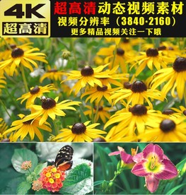 4K春暖花开极品鲜花花朵视频