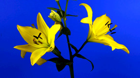 百合花在它的茎上漫漫的开放