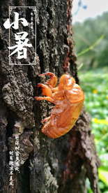 夏季动物昆虫小暑节气摄影海报