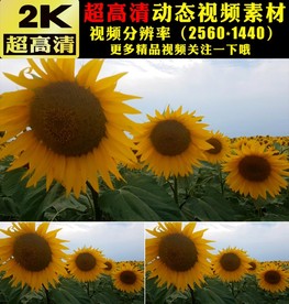 向日葵太阳花花海植物实拍视频