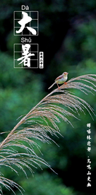 大暑夏季节气海报鸟芦苇摄影照片