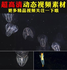 神奇海底生物微生物细胞视频