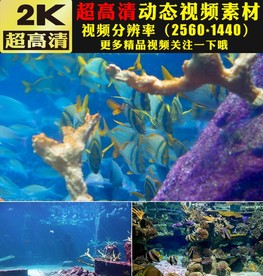 海底世界鱼群海藻海洋生物视频