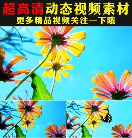 实拍蝴蝶与花鲜花盛开视频