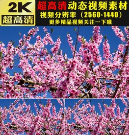 小清新桃花梅花樱花盛开鲜花视频