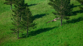 老鹰在天空飞 鹰