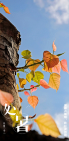 处暑白露秋分立春节气海报摄影照