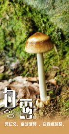 白露寒露霜降野外蘑菇摄影照片