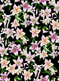 手绘百合花