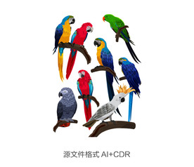 彩色鹦鹉设计