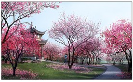 梅花生态园 景观效果图