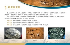 化石展板 古生物 博物馆