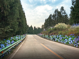 绣球花海道路景观设计