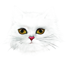 猫咪