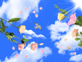 玫瑰花蓝天白云