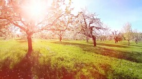 阳光经过桃源视频素材