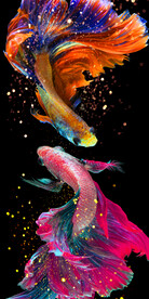 孔雀鱼时尚玄关