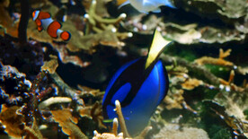 皇家蓝塘鱼在珊瑚礁里游泳热带鱼