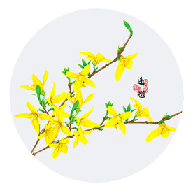 手绘连翘