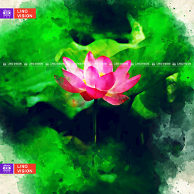 荷花