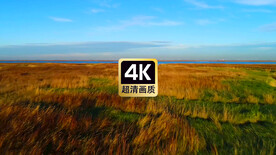 短视频素材航拍湿地沼泽草原