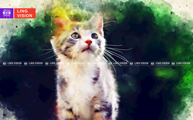 猫咪
