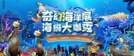 海狮活动图片
