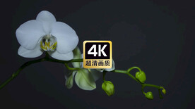 唯美短视频素材白色小花盛开特写