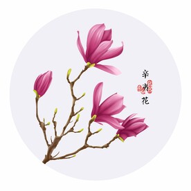手绘辛夷花