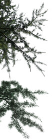 松树