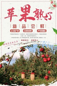 苹果采摘