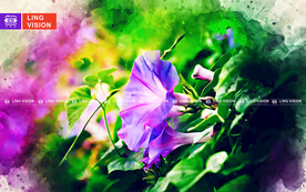 牵牛花