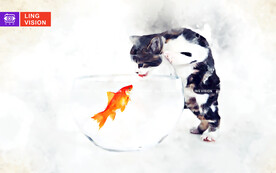 猫