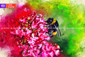 蜜蜂