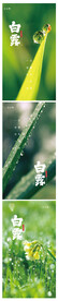 白露