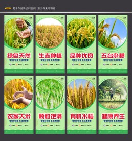 水稻