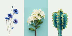 装饰画 晶瓷画 花 仙人掌