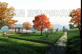 秋季茶田