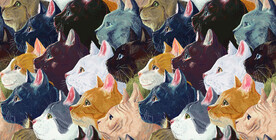 手绘猫循环图