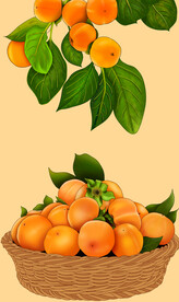 柿子手绘插画素材