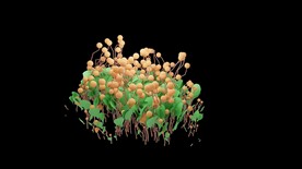 植物生长视频