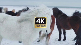 雪原上觅食的马群