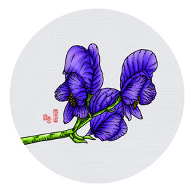 川乌头