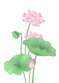 荷花元素